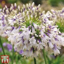 Agapanthus Duo Fireworks & Poppin Purple -Perfect Greenery AGAP KB3122 C