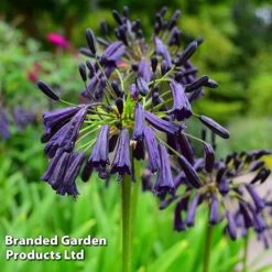 Agapanthus Blue Trio -Perfect Greenery AGAP MH8370 C