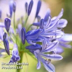 Agapanthus Blue Trio -Perfect Greenery AGAP MH8370 D