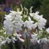 Agapanthus 'Arctic Star' -Perfect Greenery AGAP T62180 A h