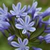 Agapanthus 'Sweet Surprise' 2 Agapanthus 'Sweet Surprise' -Perfect Greenery AGAP T62184 A h
