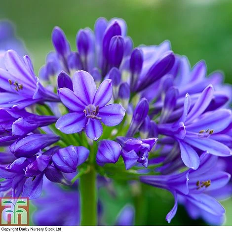 Agapanthus 'Brilliant Blue' 3 Agapanthus 'Brilliant Blue'