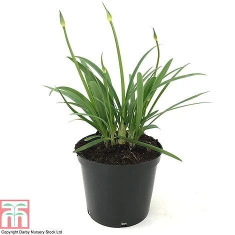 Agapanthus 'Brilliant Blue' 4 Agapanthus 'Brilliant Blue' - Image 2