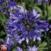Agapanthus 'Ever Sapphire' -Perfect Greenery AGAP TKA3940 A