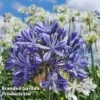 Agapanthus 'African Skies' -Perfect Greenery AGAP AFRICANSK W48303