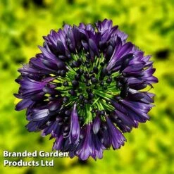 Agapanthus 'Black Jack' -Perfect Greenery AGAP BLACKJACK H49425