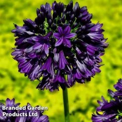 Agapanthus 'Black Jack' -Perfect Greenery AGAP BLACKJACK H49426
