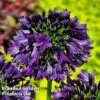 Agapanthus 'Black Jack' -Perfect Greenery AGAP BLACKJACK H49427