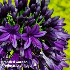 Agapanthus 'Black Jack' -Perfect Greenery AGAP BLACKJACK H49428