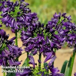 Agapanthus 'Black Jack' -Perfect Greenery AGAP BLACKJACK H49430