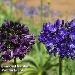 Agapanthus 'Black Jack' -Perfect Greenery AGAP BLACKJACK H49431