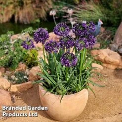 Agapanthus 'Black Jack' -Perfect Greenery AGAP BLACKJACK H49432