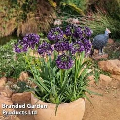 Agapanthus 'Black Jack' -Perfect Greenery AGAP BLACKJACK H49433