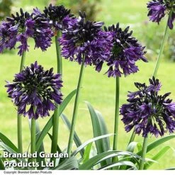 Agapanthus 'Black Jack' -Perfect Greenery AGAP BLACKJACK T50056