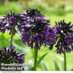 Agapanthus 'Black Jack' -Perfect Greenery AGAP BLACKJACK T50060