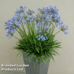 Agapanthus Duo -Perfect Greenery AGAP BLUESTORM S343011