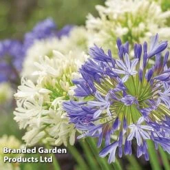Summer Plant & Seed Collection -Perfect Greenery AGAP BLUEWHITE L084461