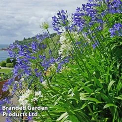 Summer Plant Collection -Perfect Greenery AGAP BLUEWHITE L25347