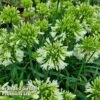Agapanthus 'Emerald Ice' -Perfect Greenery AGAP EMERALDIC H44646