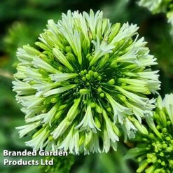 Agapanthus 'Emerald Ice' -Perfect Greenery AGAP EMERALDIC H44649