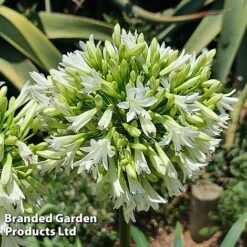 Agapanthus 'Emerald Ice' -Perfect Greenery AGAP EMERALDIC H44650