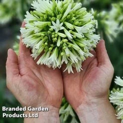 Agapanthus 'Emerald Ice' -Perfect Greenery AGAP EMERALDIC H44651