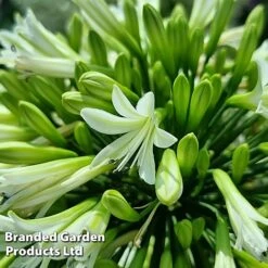 Agapanthus 'Emerald Ice' -Perfect Greenery AGAP EMERALDIC S44603
