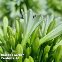 Agapanthus 'Emerald Ice' -Perfect Greenery AGAP EMERALDIC S44604