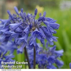 Agapanthus 'Ever Sapphire' -Perfect Greenery AGAP EVERSAPPH T134411