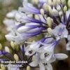 Agapanthus 'Ever Sparkle' -Perfect Greenery AGAP EVERSPARK S44544
