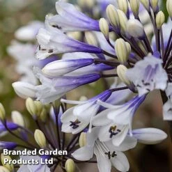 Agapanthus Everpanthus Collection -Perfect Greenery AGAP EVERSPARK S445441