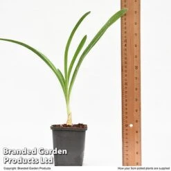 Agapanthus Inapertus 'Midnight Cascade' -Perfect Greenery AGAP MIDNIG9CM T48365