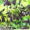 Agapanthus Midnight Cascade Collection -Perfect Greenery AGAP MIDNIGHTC W38311A201