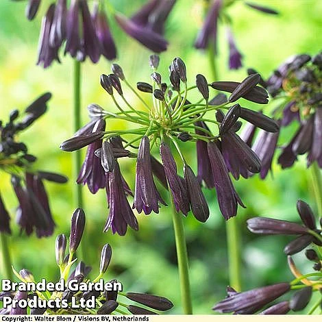Agapanthus Midnight Cascade Collection 3 Agapanthus Midnight Cascade Collection