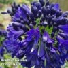 Agapanthus 'Midnight Sky' -Perfect Greenery AGAP MIDNIGHTS H42323