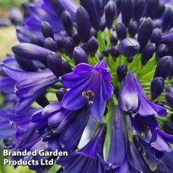 Agapanthus 'Midnight Sky' -Perfect Greenery AGAP MIDNIGHTS H44687