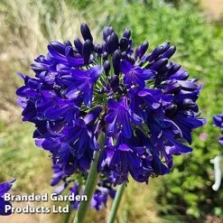 Agapanthus 'Midnight Sky' -Perfect Greenery AGAP MIDNIGHTS H44688