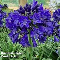 Agapanthus 'Midnight Sky' -Perfect Greenery AGAP MIDNIGHTS H44690