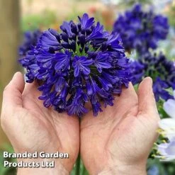 Agapanthus 'Midnight Sky' -Perfect Greenery AGAP MIDNIGHTS H44692