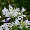 Agapanthus Africanus 'Pitchoune White' -Perfect Greenery AGAP PITCHWHIT S51032
