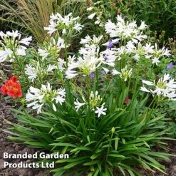 Agapanthus Africanus 'Pitchoune White' -Perfect Greenery AGAP PITCHWHIT S51033