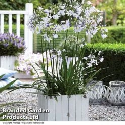 Agapanthus Duo -Perfect Greenery AGAP TWISTER S06877