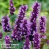 Agastache Little Adder -Perfect Greenery AGAS KC9181 A
