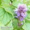 Agastache Rugosa -Perfect Greenery AGAS RUGOSA1
