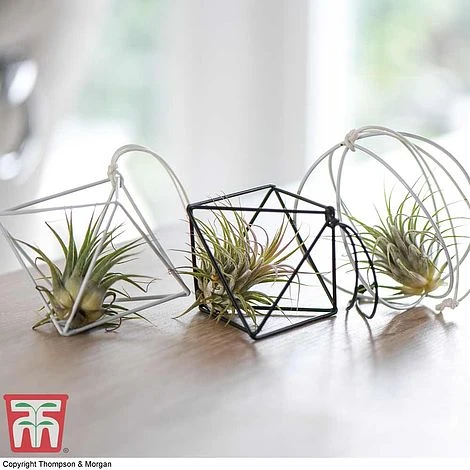 Air Plant Mixed Collection 4 Air Plant Mixed Collection - Image 2