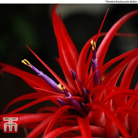 Air Plant Mixed Collection 6 Air Plant Mixed Collection - Image 4