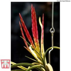 Air Plant Mixed Collection 14 Air Plant Mixed Collection -Perfect Greenery AIR KB3490 E