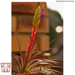Air Plant Mixed Collection 15 Air Plant Mixed Collection -Perfect Greenery AIR KB3490 F