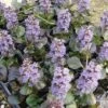Ajuga Reptans 'Black Scallop' -Perfect Greenery AJUG T62186 A h