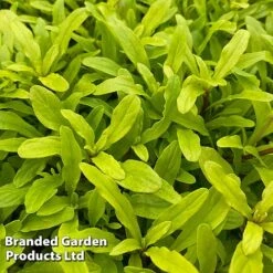 Ajuga Feathered Friends Trio 8 Ajuga Feathered Friends Trio -Perfect Greenery AJUG CORDIALCA H394431